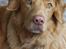 Nova scotia duck tolling retriever Simba - Smukkeste dreng.<3 Foto: Mor. 17/5 2014
