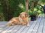 Nova scotia duck tolling retriever Simba - Tak fordi i kiggede forbi Simbas profil. Foto: Mig. 19/5 2014
