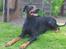 Dobermann DEBBI