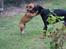 Dobermann DEBBI