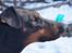 Dobermann DEBBI