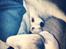 Whippet Liam Emil