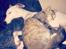 Whippet Liam Emil