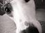Whippet Liam Emil