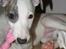 Whippet Liam Emil