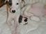 Whippet Liam Emil