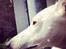 Whippet Liam Emil