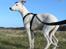 Whippet Liam Emil