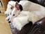 Whippet Liam Emil