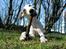 Whippet Liam Emil