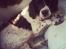 Engelsk springer spaniel Dina