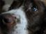 Engelsk springer spaniel Dina