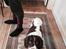 Engelsk springer spaniel Dina