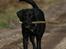 Labrador retriever Zindy