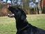 Labrador retriever Zindy