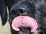 Labrador retriever Zindy