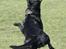 Labrador retriever Zindy