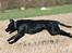 Labrador retriever Zindy