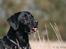 Labrador retriever Zindy