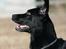 Labrador retriever Zindy