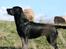 Labrador retriever Zindy