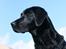 Labrador retriever Zindy
