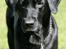 Labrador retriever Zindy