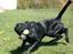 Labrador retriever Zindy