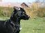 Labrador retriever Zindy