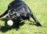 Labrador retriever Zindy