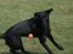 Labrador retriever Zindy