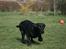 Labrador retriever Zindy