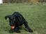 Labrador retriever Zindy