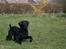Labrador retriever Zindy
