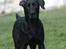 Labrador retriever Zindy