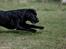 Labrador retriever Zindy