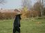 Labrador retriever Zindy
