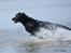 Labrador retriever Zindy