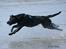 Labrador retriever Zindy