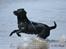 Labrador retriever Zindy
