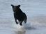 Labrador retriever Zindy