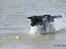 Labrador retriever Zindy