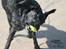 Labrador retriever Zindy