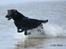 Labrador retriever Zindy