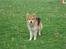 Blanding af racer Max - Schæfer/Siberian Husky