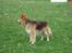 Blanding af racer Max - Schæfer/Siberian Husky