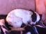 Chihuahua Sputnik