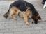 Schæferhund Ida - Hun elsker bare at lege