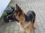 Schæferhund Ida