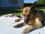 Schæferhund Kento...R.I.P.